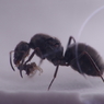 閲覧注意