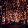 仙台　光のページェント