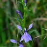 湿原の花たち～サワギキョウ