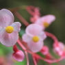 花壇の花 #04