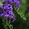 花壇の花 #05
