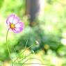 すっかり秋？