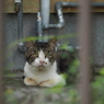 見つめ合う