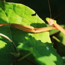 カマキリの流し目