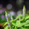 street-side night garden