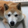 遠くでゴロゴロ・・・・