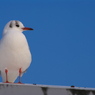 ふっくらユリカモメ