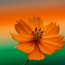 街の花