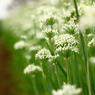韮の花咲く畑道