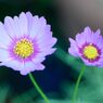 秋桜　ピンクポップソックス