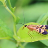 生きた化石と呼ばれる昆虫