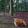 石神井公園の猫-1