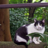 石神井公園の猫-2