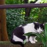 石神井公園の猫-3