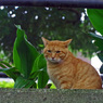 石神井公園の猫-8