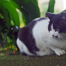 石神井公園の猫-5