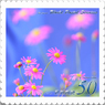 花切手＜2014-37＞＊ブラキカム=ヒメコスモス