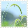 花切手＜2011-55＞＊エノコログサ