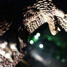 GODZILLA is still alive! #1