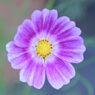 秋桜　ハッピーリング
