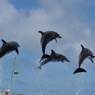 沖縄美ら海水族館