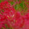 曼珠沙華
