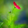 水中花