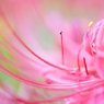 hurricane lily