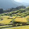 丸山千枚田②