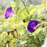 野あさがお