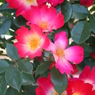 薔薇
