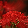 曼珠沙華５