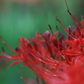 曼珠沙華６