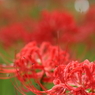 曼珠沙華８