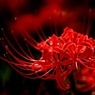 天上の花