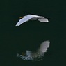 Landing～snowy heron～
