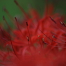 曼珠沙華9