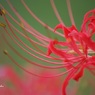 彼岸花2014Ⅳ