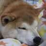 冬のお布団出しました