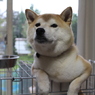 ふくれっ面