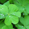 clover + rain drops