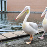 pelican