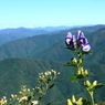 初秋の伊吹山－イブキトリカブトの花