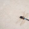 dragon fly