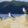 犬島 カモメ群