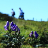 初秋の伊吹山－トリカブトの花と登山者