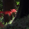 彼岸花のある風景４