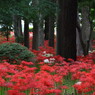 彼岸花のある風景９