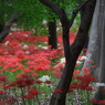 彼岸花のある風景１０