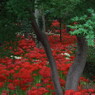 彼岸花のある風景１４